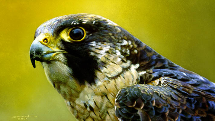 (image for) Handmade oil painting Copy paintings of famous artists Carl Brenders Paintings Peregrinee Falcon Portr